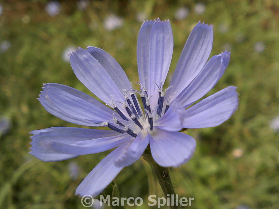 Cichorium intybus